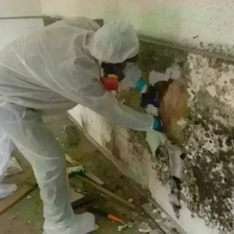 Mold Remediation and Removal in East Foothills, CA